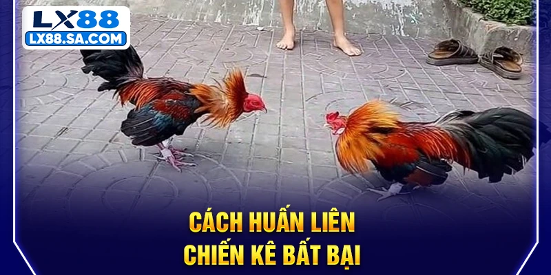 Cách huấn liên chiến kê bất bại