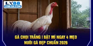 Gà Chọi Trắng | Bật Mí Ngay 4 Mẹo Nuôi Gà Đẹp Chuẩn
