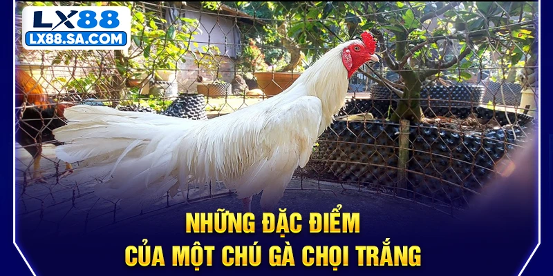 Những đặc điểm của một chú gà chọi trắng