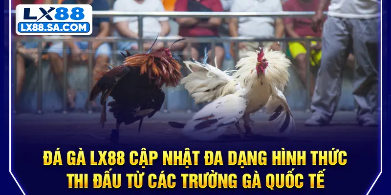 Đá gà LX88 cập nhật đa dạng hình thức thi đấu từ các trường gà quốc tế
