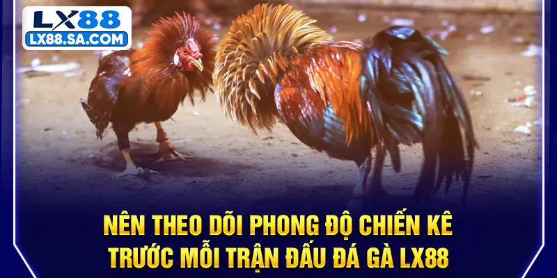 Nên theo dõi phong độ chiến kê trước mỗi trận đấu đá gà LX88